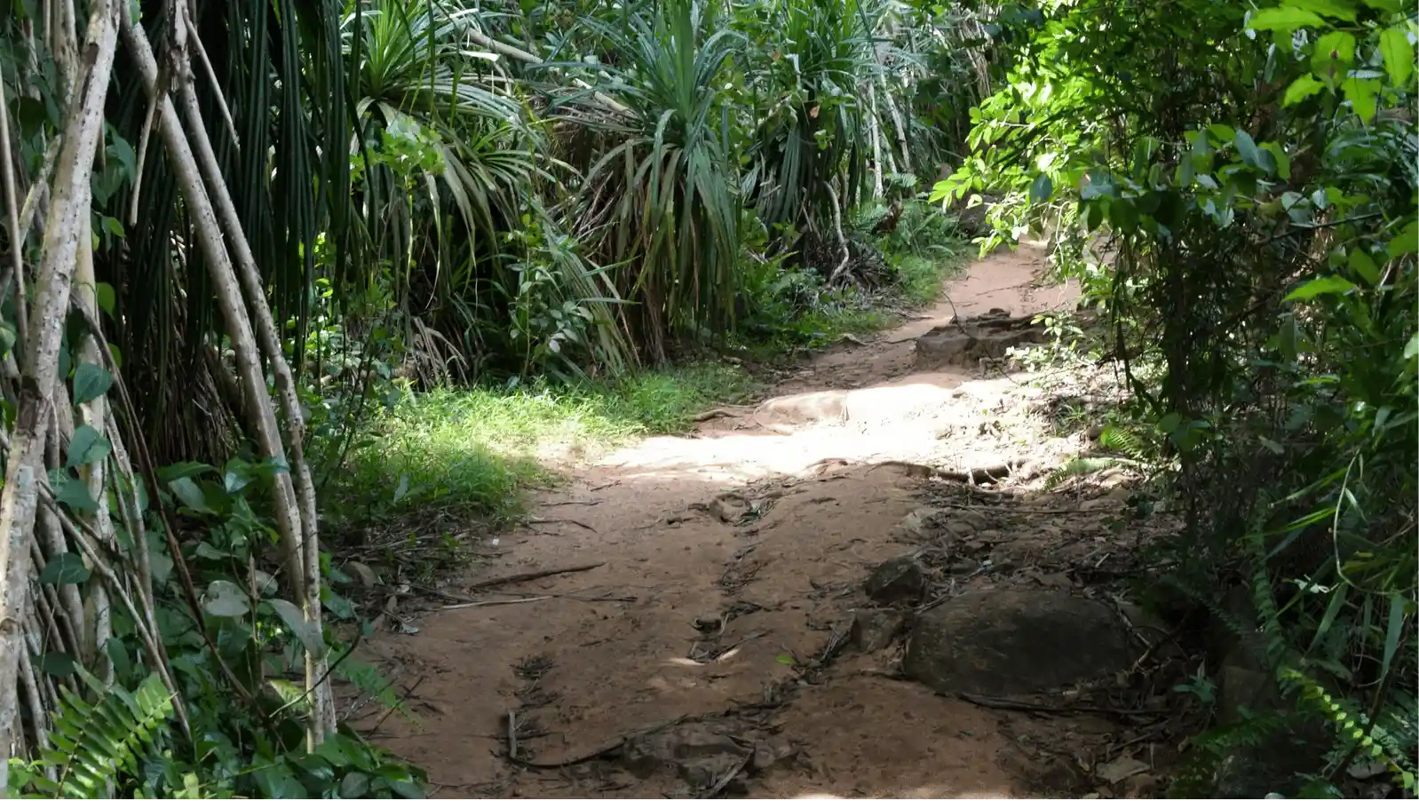 Jungle Walk